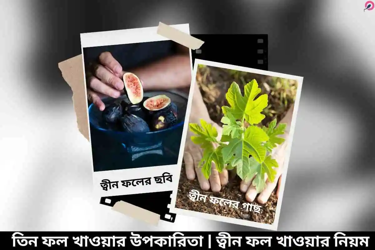 তিন ফল খাওয়ার উপকারিতা | ত্বীন ফল খাওয়ার নিয়ম -Yes Men