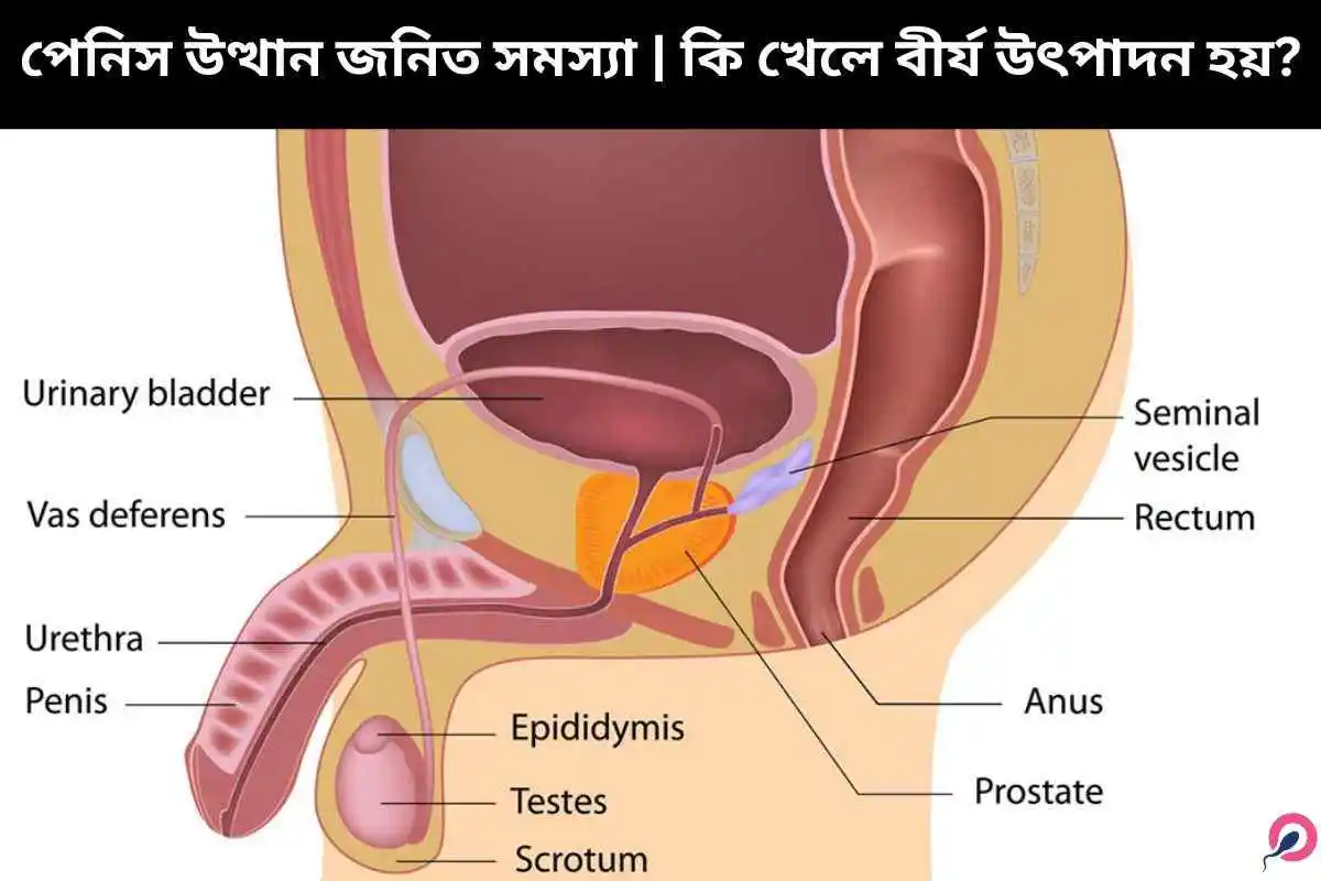 পেনিস উত্থান জনিত সমস্যা | কি খেলে বীর্য উৎপাদন হয়?