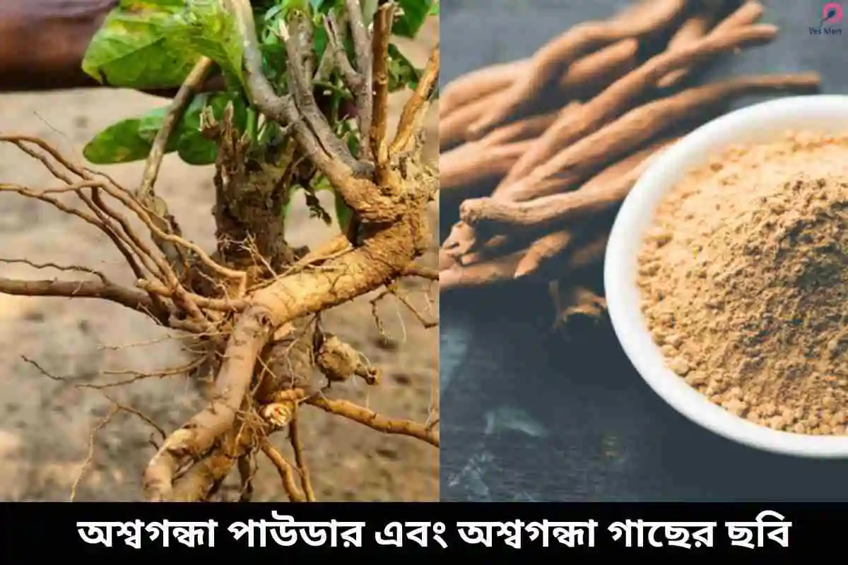 অশ্বগন্ধার উপকারিতা ও অপকারিতা: জানতে হবে আজই!