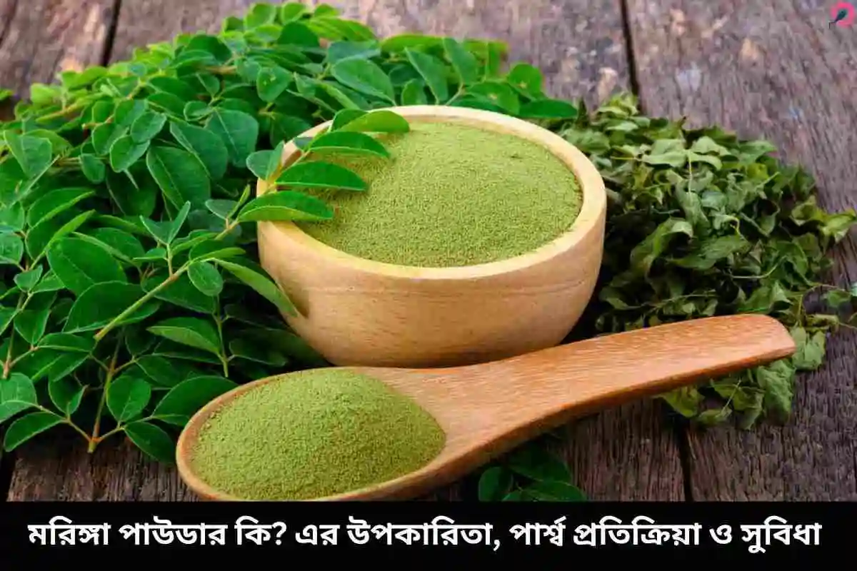 মরিঙ্গা পাউডার কি? এর উপকারিতা, পার্শ্ব প্রতিক্রিয়া ও সুবিধা