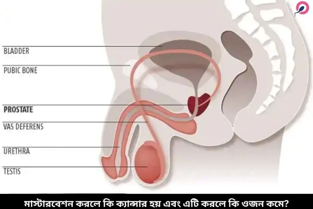 মাস্টারবেশন করলে কি ক্যান্সার হয় এবং এটি করলে কি ওজন কমে?